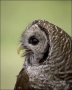 Barred-Owl;Owl;Strix-varia;one-animal;close-up;color-image;nobody;photography;da